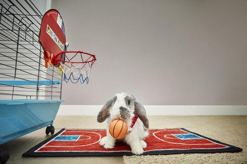 Это не только мех: израильский кролик попал в Книгу рекордов Гиннеcса как самый меткий баскетболист 3
