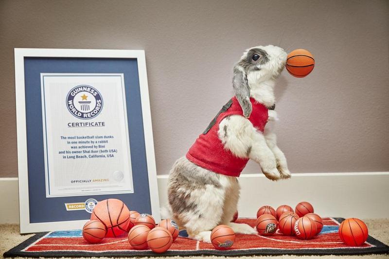 Это не только мех: израильский кролик попал в Книгу рекордов Гиннеcса как самый меткий баскетболист 1