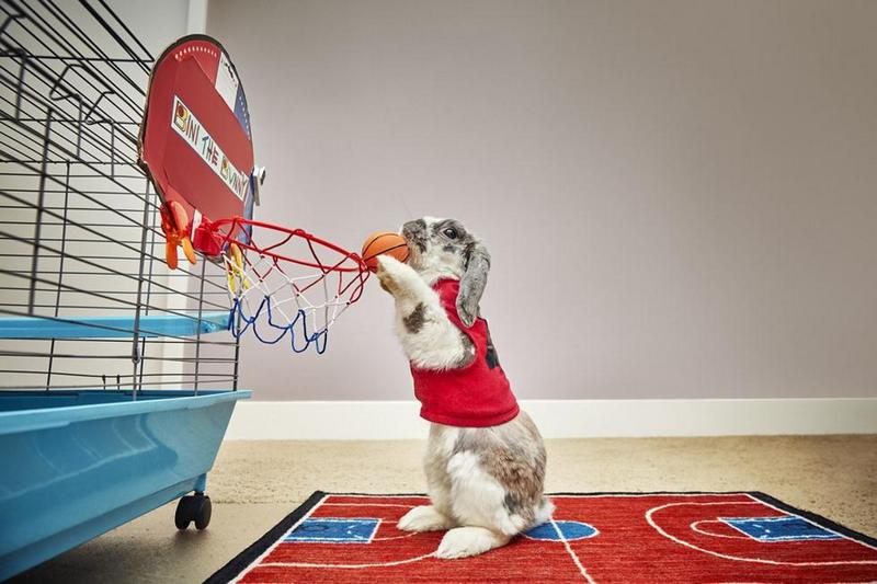 Это не только мех: израильский кролик попал в Книгу рекордов Гиннеcса как самый меткий баскетболист 5