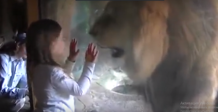 Бесстрашие наивности: девочка приняла за игру ярость льва после своего поцелуя 1