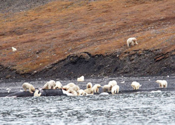 Две сотни белых медведей собрались на острове Врангеля, чтобы съесть китовую тушу