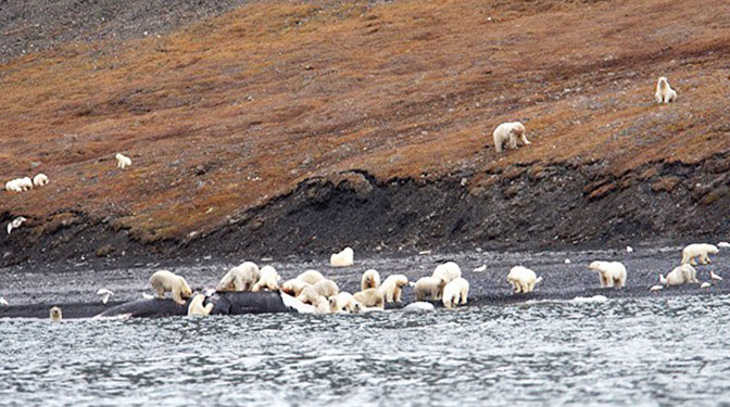 Две сотни белых медведей собрались на острове Врангеля, чтобы съесть китовую тушу