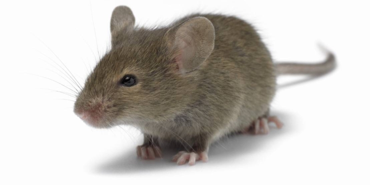 К счастью, не у нас. В РФ покупатель купил хлеб с живой мышью внутри