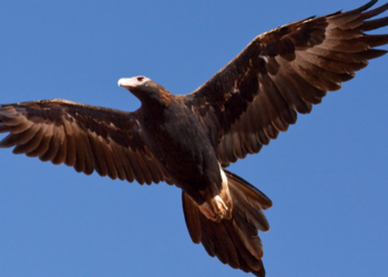 Каждый пятый вылет коптера в Австралии завершается нападением местных орлов