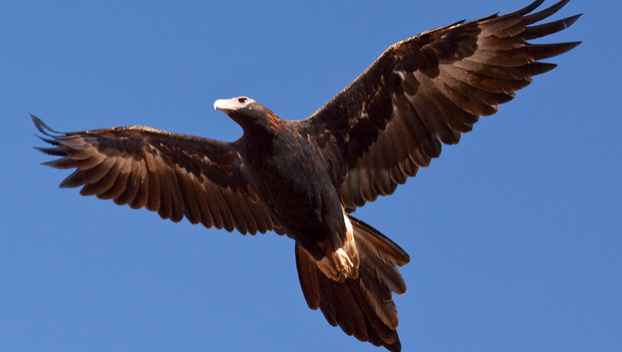 Каждый пятый вылет коптера в Австралии завершается нападением местных орлов