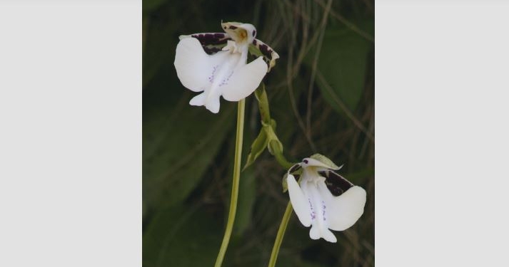 Орхидею, пахнущую шампанским, нашли на Мадагаскаре