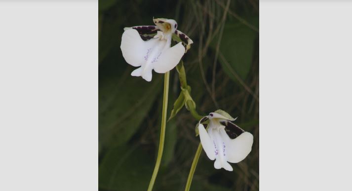 Орхидею, пахнущую шампанским, нашли на Мадагаскаре 1