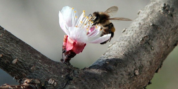 Летающих насекомых стало втрое меньше – немецкие ученые бьют тревогу
