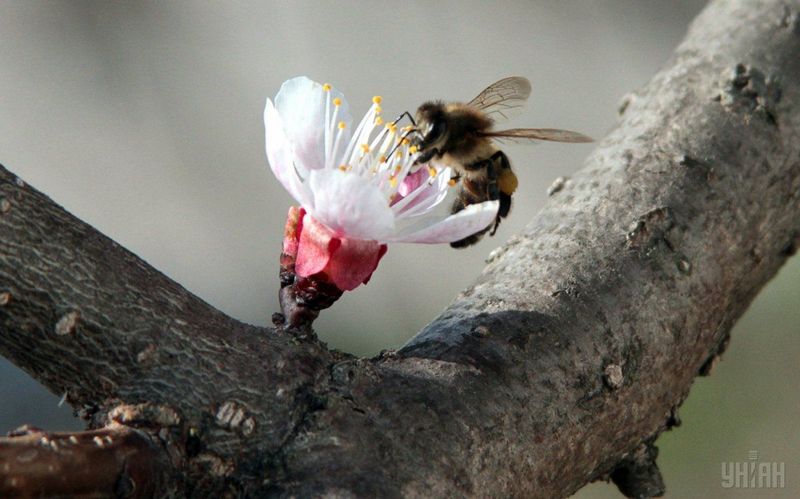 В Баварии требования, изложенные в петиции «Спасите пчел!», станут законом 1