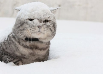 Когда выпадет первый снег: синоптики озвучили неутешительный прогноз