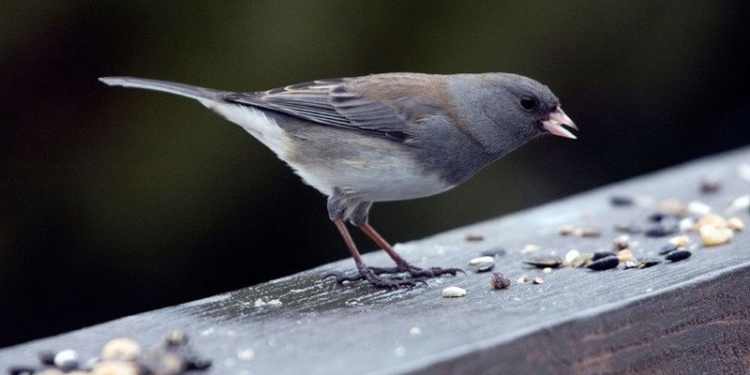 Даже самки птиц начинают вести себя как самцы – но у них виновато потепление