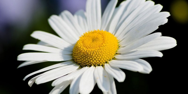 6 способов использовать ромашку для улучшения здоровья