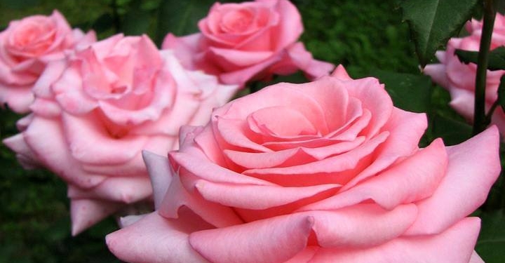 Осень – время посадок: в Николаевском зоопарке высадят розы и магнолии