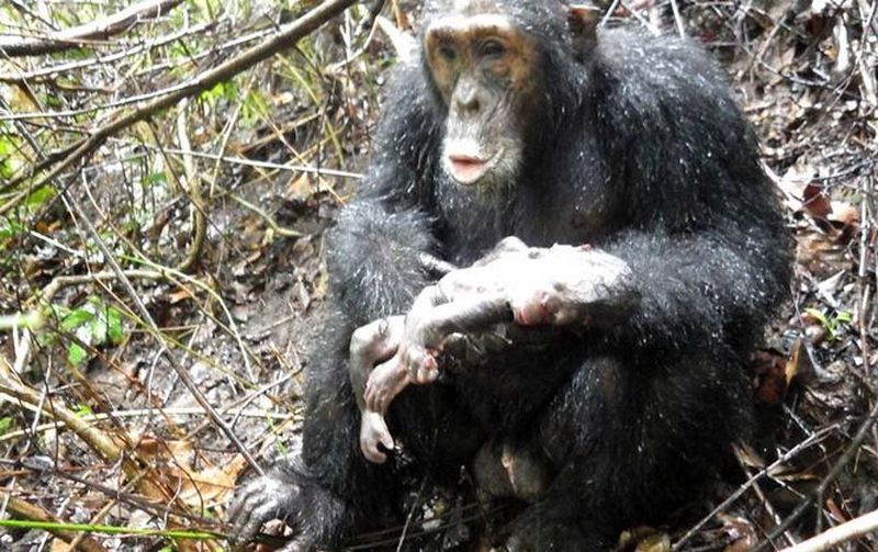В Японии выяснили, почему в дикой природе рождаются так мало шимпанзе 1