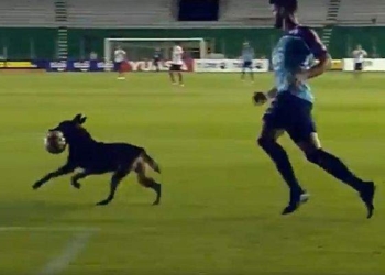 Пора вводить собачий чемпионат: овчарка отобрала у футболистов мяч во время матча