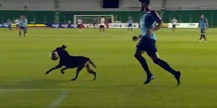 Пора вводить собачий чемпионат: овчарка отобрала у футболистов мяч во время матча