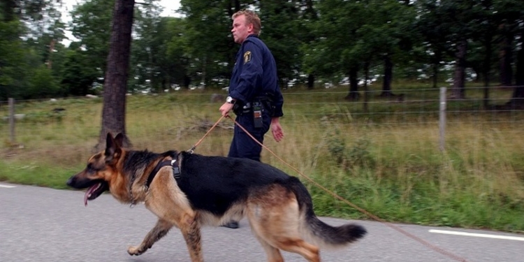 Шведские военные закупили 59 собак за 1 млн евро