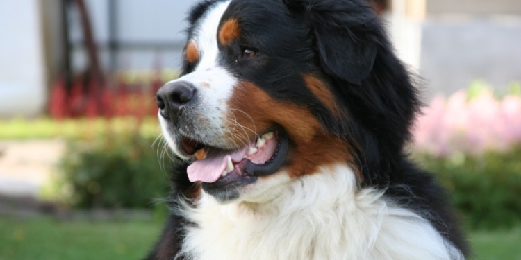 В Калифорнии вернувшиеся в свой сгоревший дом хозяева нашли собаку, которую считали погибшей