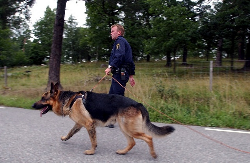 Шведские военные закупили 59 собак за 1 млн евро 1