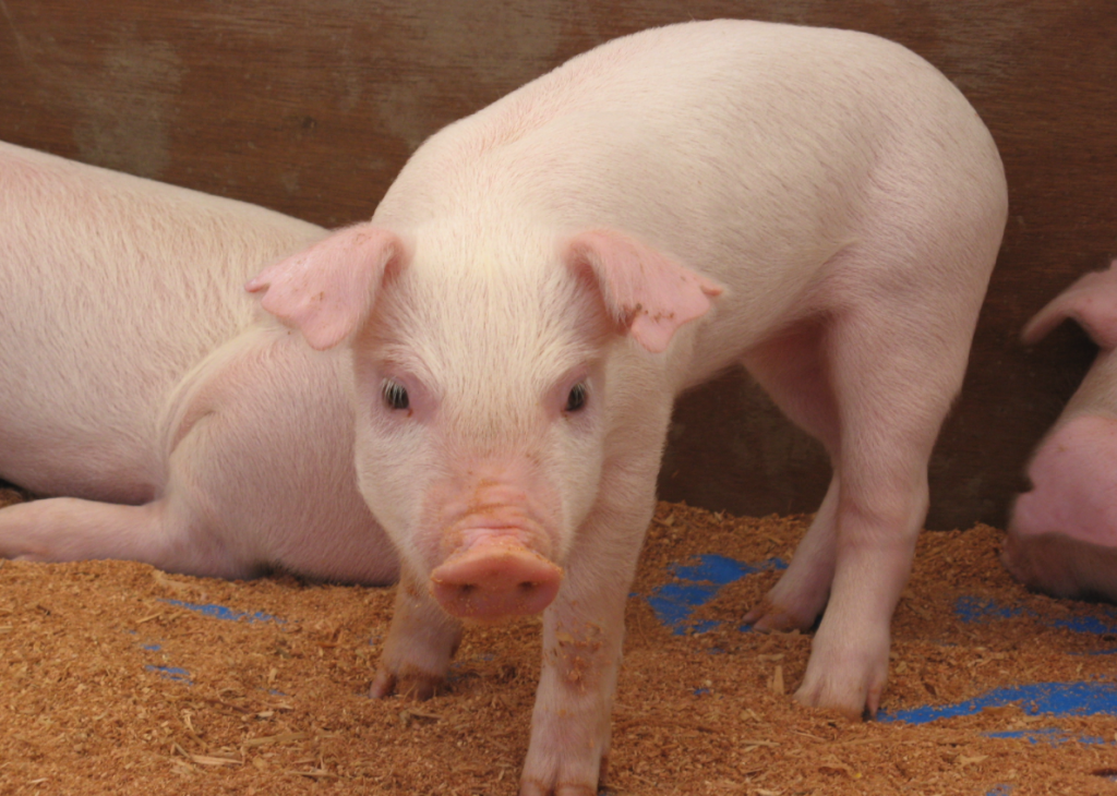 Счастливые свиньи - вкуснее. Бельгийский фермер радует своих рок-музыкой 1