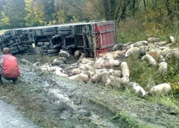 На Полтавщине перевернулась фура с двумя сотнями свиней