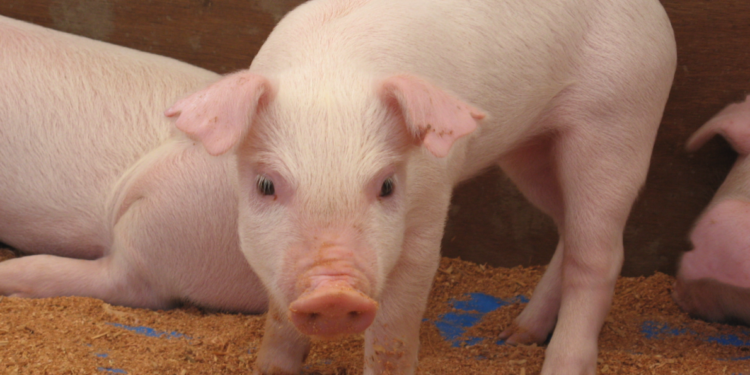Что за свинство? Ученые вывели новый вид свиней – без сала