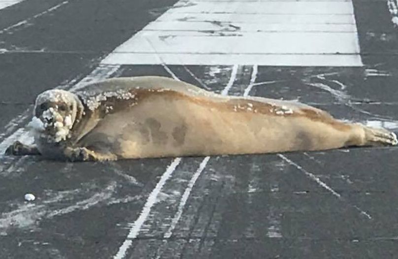 Надуло. В аэропорту на Аляске со взлетной полосы "депортировали" тюленя. Говорят, ветром занесло 3