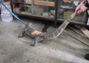 Просто кушать очень хотелось: крупный варан ограбил продуктовый магазин, и повязать его смогли далеко не сразу