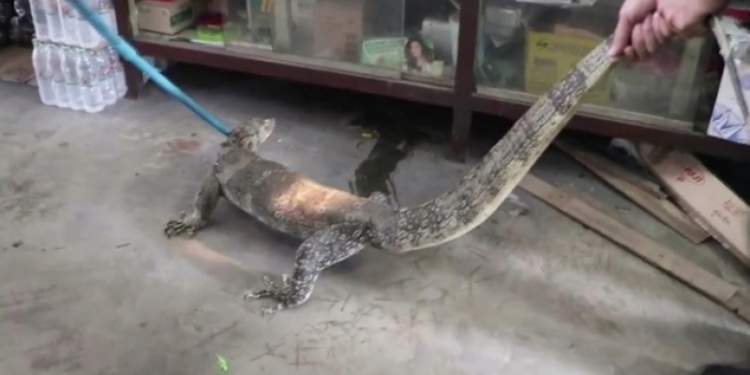 Просто кушать очень хотелось: крупный варан ограбил продуктовый магазин, и повязать его смогли далеко не сразу