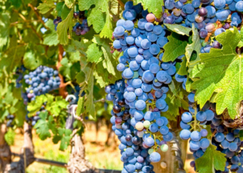 Французские виноделы собрали самый маленький урожай за 60 лет