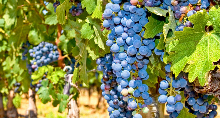 Французские виноделы собрали самый маленький урожай за 60 лет
