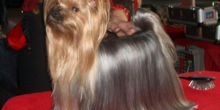 В деле о разделе имущества суд принял “соломоново” решение – разделить и собаку между супругами