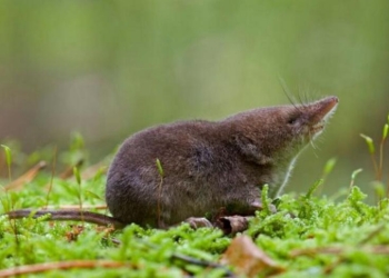 На зиму даже размер черепа уменьшается. У землероек – точно