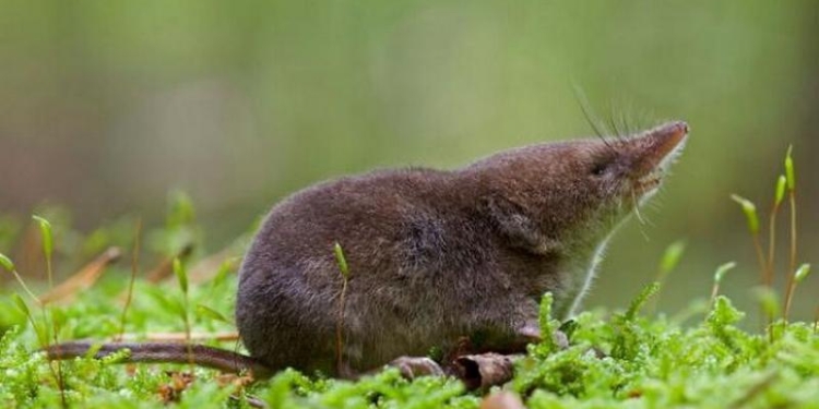 На зиму даже размер черепа уменьшается. У землероек – точно