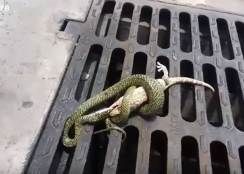 Смертельная схватка змеи и геккона: воля к жизни не может оставить равнодушным