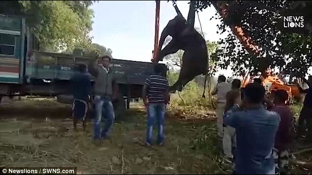 В Индии операция по спасению слона из 6-метрового колодца заняла 36 часов