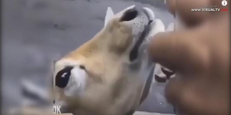 Животных не только не кормить, а и не поить! На острове Ява туристы напоили вином бегемота и оленя, теперь их ищет полиция