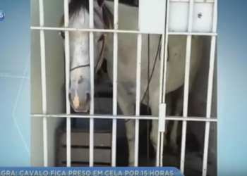 В бразильском штате Сержипи арестовали лошадь после того, как она повредила машину