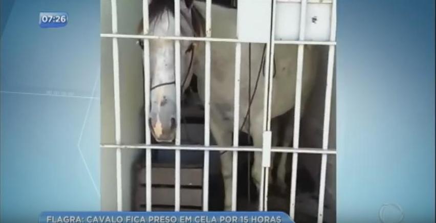 В бразильском штате Сержипи арестовали лошадь после того, как она повредила машину 1