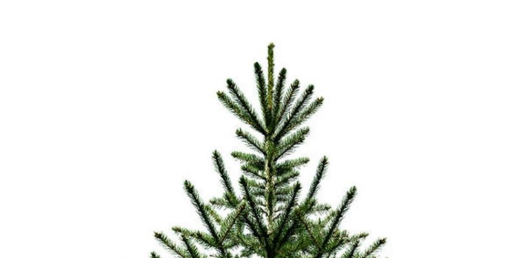 Свято наближається. Но в одном из городов Германии этому не очень обрадовались – рождественская елка повредила дорожные знаки и перила моста