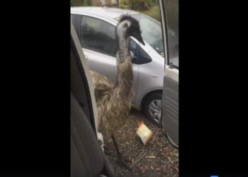 Жизнь заставит – еще не так извернешься? Как страус стал вором