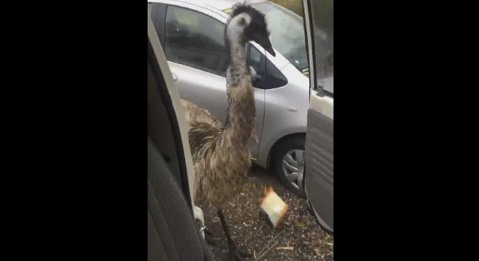 Жизнь заставит – еще не так извернешься? Как страус стал вором