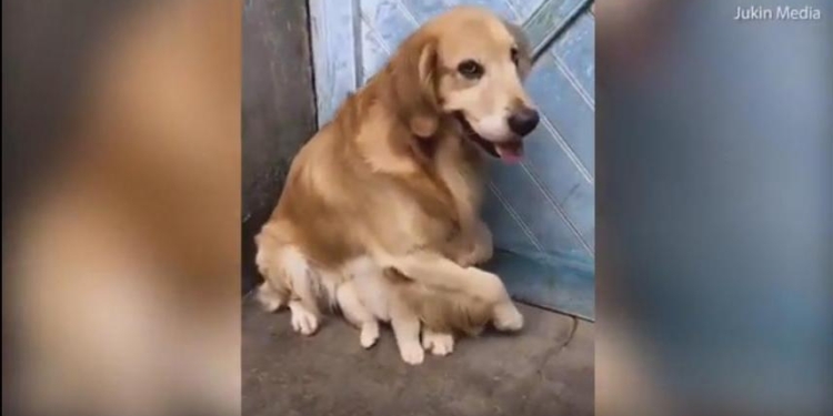 Защитить от опасностей реального мира, или Мама – всегда мама, даже в собачьем обличье