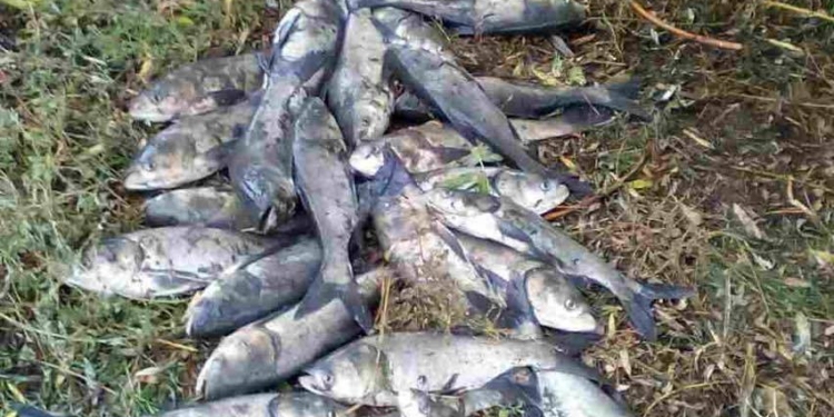 Рыбоохранный патруль Николаевщины поймал 4 браконьеров с волокушей и 18 кг рыбы