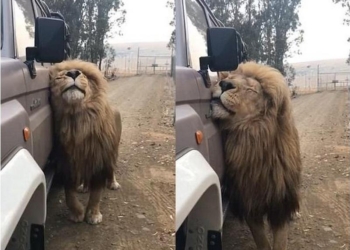 А если у него нет прайда? Лев буквально влюбился в сафари-джип