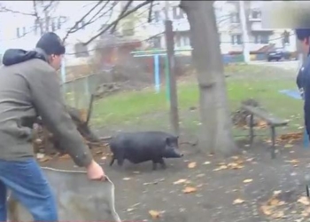 В Черкассах патрульные “задержали” кабана, свободно гулявшего возле школы