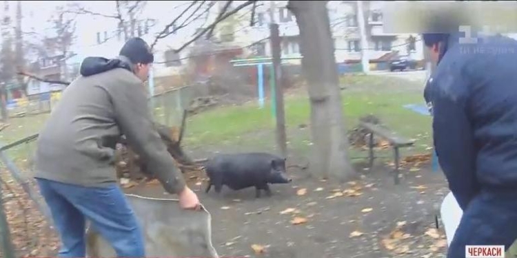 В Черкассах патрульные “задержали” кабана, свободно гулявшего возле школы