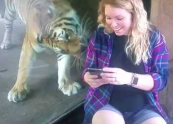 Учуять не мог, только почувствовал: в американском зоопарке тигр с удивительной нежностью отреагировал на беременную посетительницу