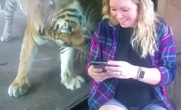 Учуять не мог, только почувствовал: в американском зоопарке тигр с удивительной нежностью отреагировал на беременную посетительницу