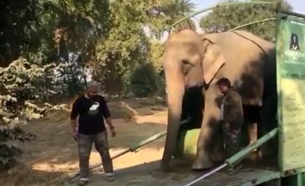 Первые шаги к свободе: в Индии слониху, которая провела 40 лет в цепях, вернули в дикую природу